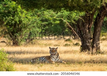 wild royal bengal tiger in natural green scenic landscape of ranthmbore national park or tiger reserve rajasthan india - panthera tigris tigris Royalty-Free Stock Photo #2056046546