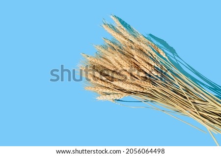 A minimal Autumn composition: dry wheat grass on pastel blue background. Thanksgiving celebration or fall concept.