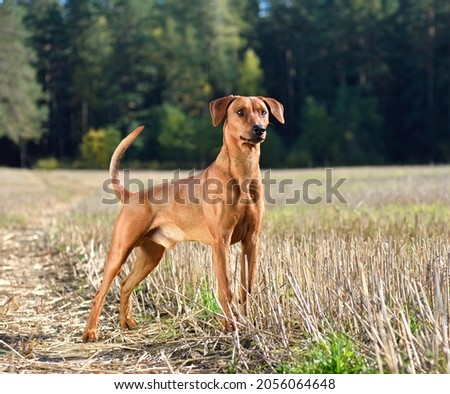 Brown German Pinscher standing on an autumn field Royalty-Free Stock Photo #2056064648