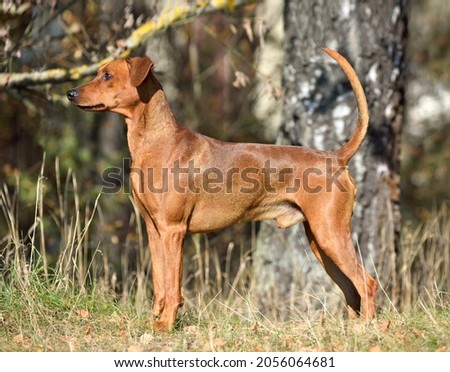 Brown German Pinscher dog with uncropped tail and ears standing in a wood Royalty-Free Stock Photo #2056064681