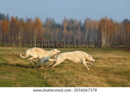 Two beautiful white russian borzoi dogs running across the autumn field Royalty-Free Stock Photo #2056067378