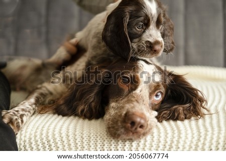 Russian spaniel brown merle dog with puppy lying on couch Royalty-Free Stock Photo #2056067774