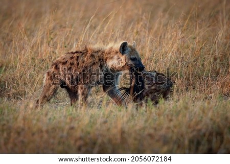 Spotted Hyena - Crocuta crocuta after meals walking in the park. Beautiful sunset or sunrise in Amboseli in Kenya, young scavenger in the savanna with the part of carcass or carrion.