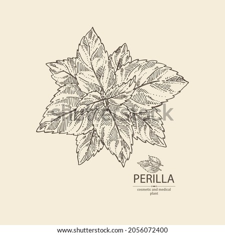Background with perilla: plant and perilla leaves.  Cosmetic, perfumery and medical plant. Vector hand drawn illustration