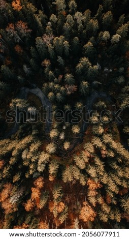 Beautiful click of trees from the Top 