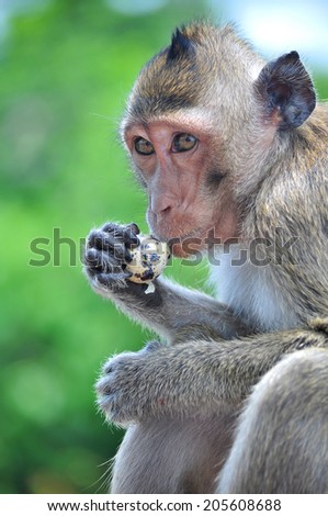 The monkey ( Long-tailed macaque, Crab-eating macaque). This is Thai macaque, in this picture, it's eating the bird egg.