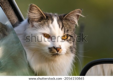 Beautiful pet cat with bright orange eyes, white, brown and black fluffy fur with its head sticking out of car window with blurred background. 