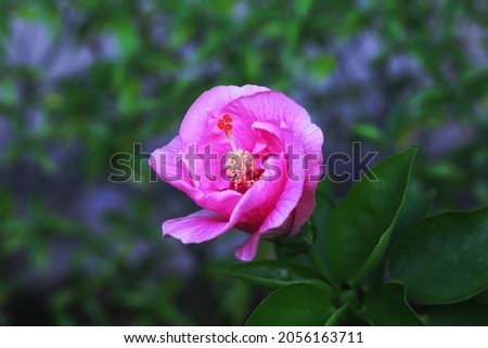 Blooming pink hibiscus flower with green bokeh background
