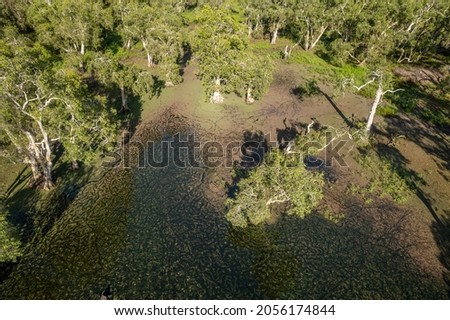 Drone aerial top down view of a lagoon covered with algae and trees growing in the water throwing shadows in early morning light