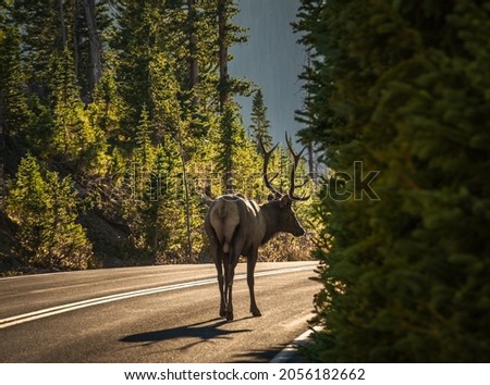 View of bull elk walking on highway in Rocky Mountain National Park, Colorado, in fall Royalty-Free Stock Photo #2056182662