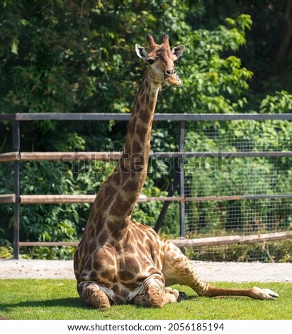 A giraffe lies on the grass in an open-air cage at the Moscow Zoo.