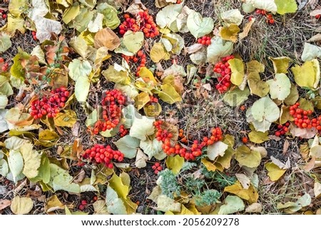 Fallen autumn leaves and rowan berries as a natural colorful background. The time of the year is autumn.