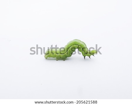 Green Worm Royalty-Free Stock Photo #205621588