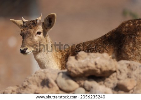 Fallow deer picture at Peshawar zoo