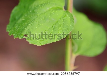 Close-up Macro photography of raindrops gathering on a green leaf of jujube