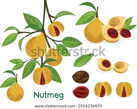 Nutmeg spice vector Illustration a branch with nutmegs and leaves.
Dried seeds and fresh mace fruits Herbal ingredient, cooking flavor. For template label, packing and emblem farmer market design Royalty-Free Stock Photo #2056236839