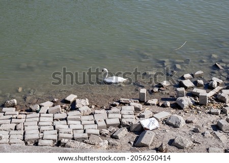 White swan swims close to river bank, stone cubes scattered.