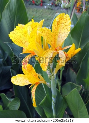 Yellow flowers of green-leaved canna En Avant  Royalty-Free Stock Photo #2056256219