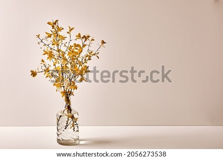 Glass vase with yellow twigs of blossoming cherry on white background with copy space. Autumn flower bouquet. Interior decor. Elegant business card mockup. Mothers day postcard. Freshness. Warm mood.