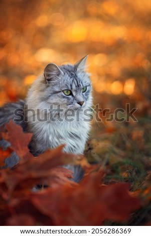 Photo of a fluffy cat in autumn foliage.