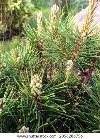 Mountain pine with flowering cones. Pine buds in the spring. Bloomed pine branches. Young pine cone Royalty-Free Stock Photo #2056286756