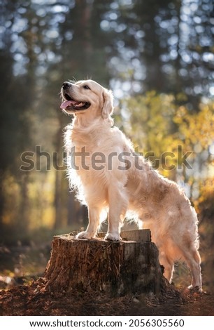 Portrait of a beautiful dog in the forest in nature. The Golden Retriever stands with its front paws on a tree stump in the sun in autumn. Vertical photo.