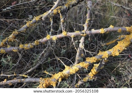 branch covered with yellow lichen