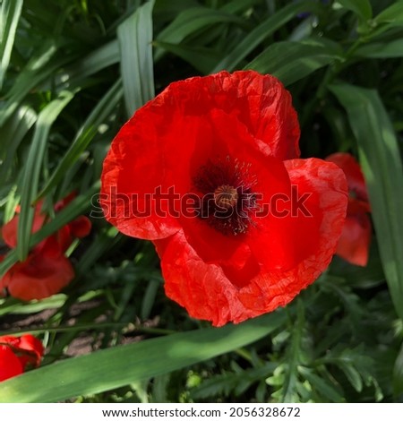 Macro photo nature Poppy flower. Stock photo Poppy red flower