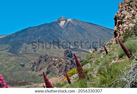 Group of red Tajinaste, endemic plant, in Teide National Park, Tenerife, Canary Islands, Spain Royalty-Free Stock Photo #2056330307