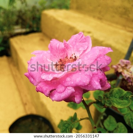 Beautiful petals of pink rose flower blooming in branch of green leaves plant growing in the garden, nature photography, floral wallpaper, gardening background