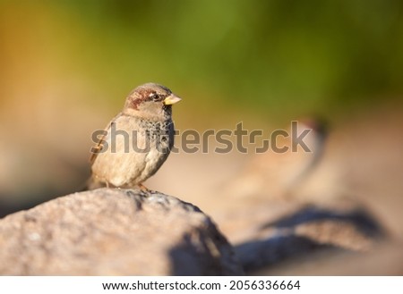 Birds and animals in wildlife. Awesome view of brown sparrow, amazing feathers at autumn day, copy spase. Stunning wild nature picture of funny brown sparrow, bush background, closeup perspective