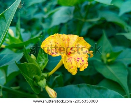  picture of four o clock flowers