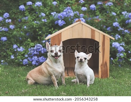 Portrait  of two different size  short hair  Chihuahua dogs sitting in front of  wooden dog house, smiling with thier tongues out and looking at camera. Purple flowers garden background.