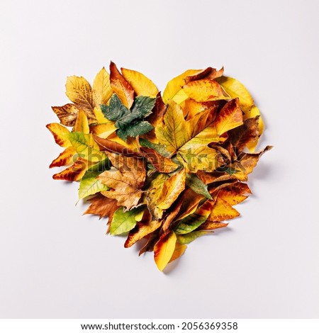 Heart shape made of dry autumn leaves on a bright white background. Natural fall invitation card. Creative fall season concept. Minimal Mothers day or Valentines love arrangement. Flat lay.