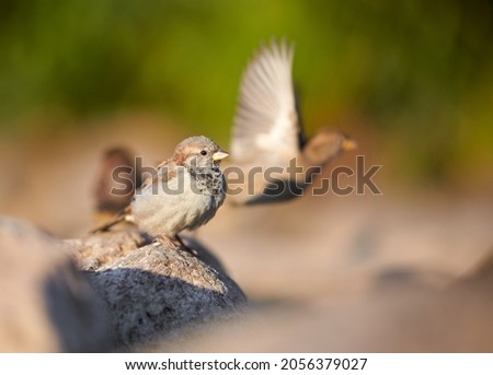 Birds and animals in wildlife. Awesome view of brown sparrow, amazing feathers at autumn day. Stunning wild nature picture of funny flying brown sparrow, bush and stone background, closeup perspective