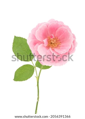 Damask rose flower isolated on white background.