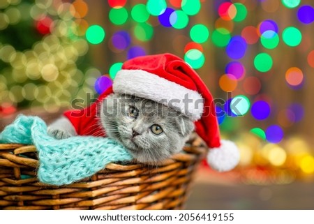 Funny kitten wearing warm sweater and santa hat lies inside basket and looks at camera