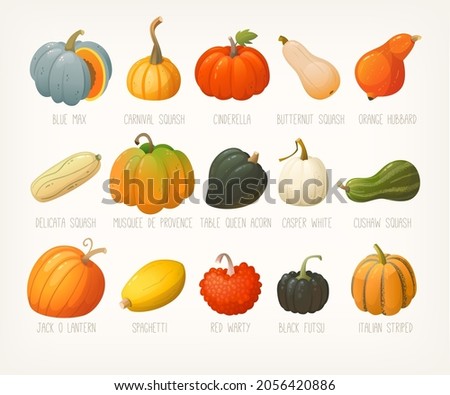Big variety of pumpkins with names. List of famous squashes pumpkins and gourds. Pumpkins for halloween decorations. Isolated vector clip arts