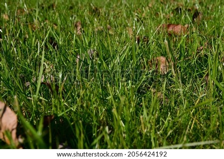 Dry fallen brown leaves among the green grass on a sunny autumn day. Autumn background