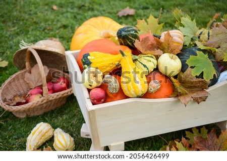 Wheelbarrow full of autumn fruits and various shapes pumpkins