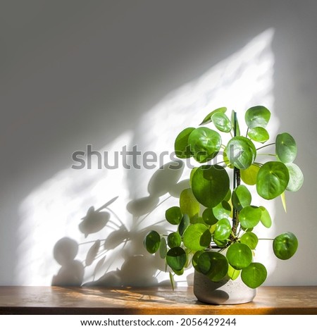 Pilea Peperomioides, chinese money pancake plant or UFO houseplant, in pot on a shabby chic, grungy wooden shelf with a plant shadow. Isolated on white background, copy space. Modern Home decor.