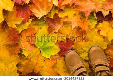 New brown leather boots for kid on fresh colorful maple leaves background. Children footwear. Closeup. Autumn concept. Empty place for text.