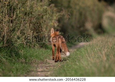 Red fox, Vulpes vulpes, on the forest road, scared, the photographer spotted and went away in the opposite direction, fox's natural habitat, forest road, long-tailed predator