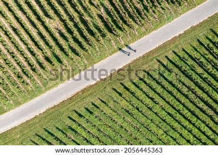 Looking straight down at the shadows of strollers in the vineyards 