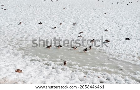 ducks walk in the park in winter. Birds wintering in Russia. Ducks walking in the snow