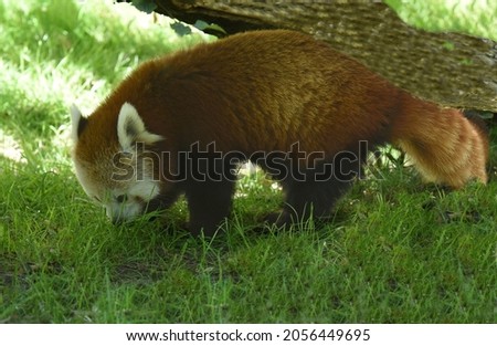 Lesser panda, Ailurus fulgens, is a rare species of panda bear in Asia. 