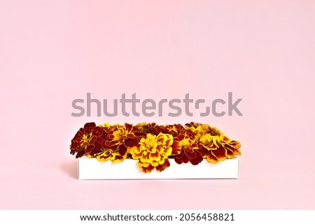 white box with autumn marigold flowers on a gentle pink background.  place to add text. card with tagetes.  design element