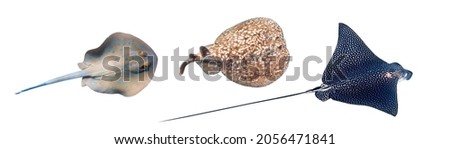 Different type of Stingrays isolated on a white backgr Bluespotted Ribbontail Ray, Panther Electric Ray, Spotted Eagle Ray. Set of underwater dangerous tropical fish, cut out. Royalty-Free Stock Photo #2056471841