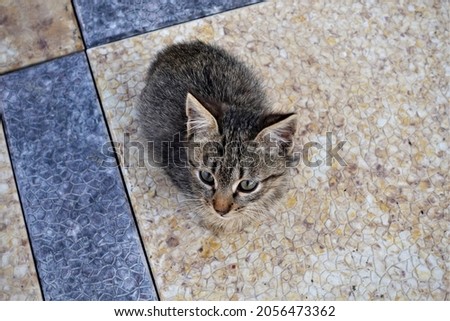 Cute Kittens Pictures, Stock photos Cute Kittens