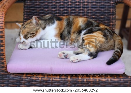 Beautiful cat lying on a chair in a Turkish cafe. Cats in the city of Side. Street animals. Cute tabby. animal care concept. Beautiful cute cat taking sun bath on a wicker chair resting. Tabby.Turkey